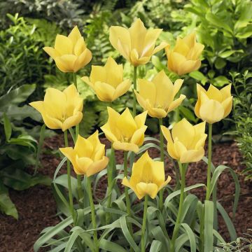 Tulipa batalinii Bright Gem