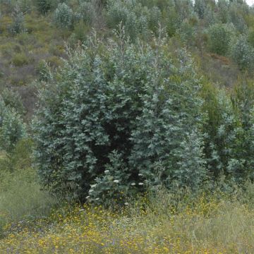 Eucalyptus (Cinerea Silvert Dollar)