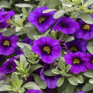 Calibrachoa Callie Purple Calibrachoa Callie Purple