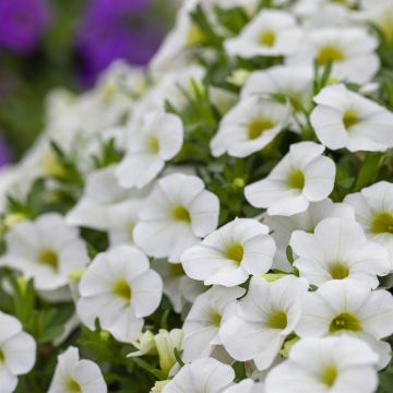 Calibrachoa White Calibrachoa White