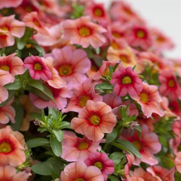 Calibrachoa orange Calibrachoa orange