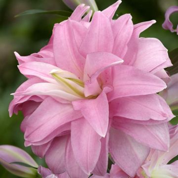 Lotus Breeze V2