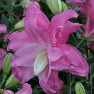Lotus Joy