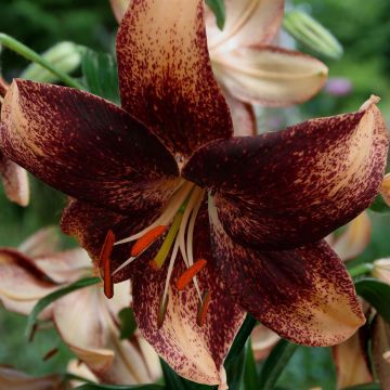 Chocolate Event Chocolate Event