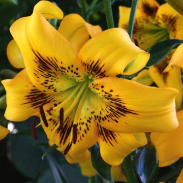 Yellow Bruse (2)