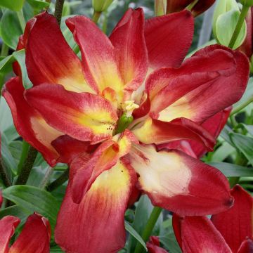 Double Sensation (1) Double Sensation (1)