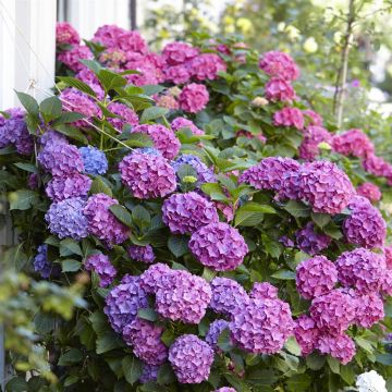 hortensia marcrophylla bouquet rose a07690