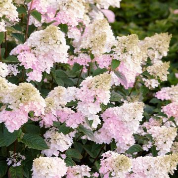 Hydrangea paniculate Sundae Fraise 2