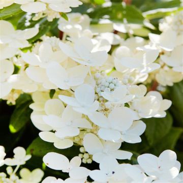 hydrangea paniculata polestar a13392