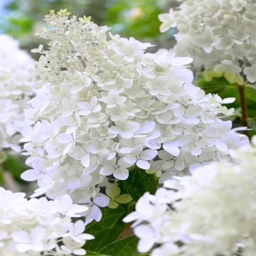 Hydrangea paniculate polar bear