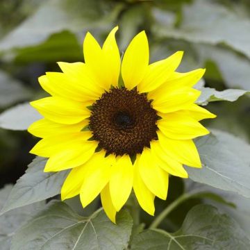 Helianthus annuus Sunsation