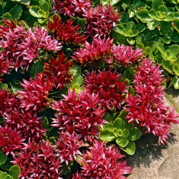 Sedum spurium Schorbuser Blut(deep rose) Sedum spurium Schorbuser Blut(deep rose)