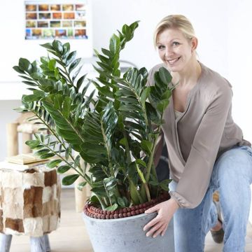 Zamioculcas zamiifolia