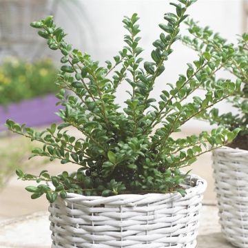 Ilex crenata Convexa