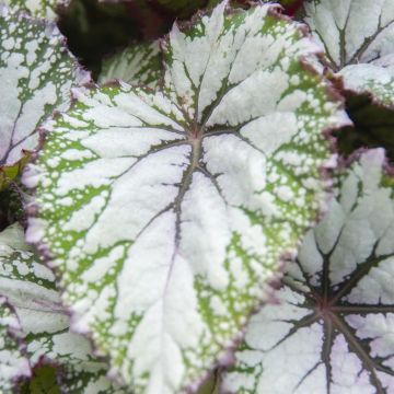 Begonia Beleaf Asian Tundra