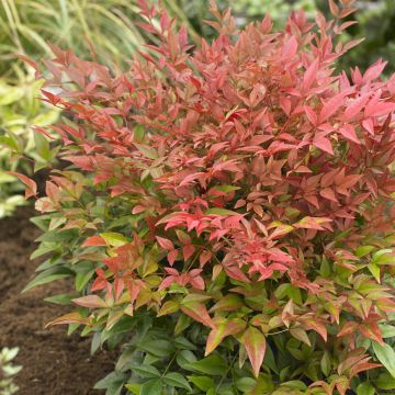 Nandina domestica Obsessed Nandina domestica Obsessed