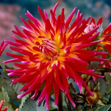 Dahlia Bora Bora