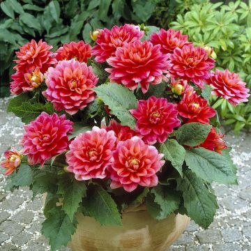 Dahlia Berliner Kleene Dahlia Berliner Kleene