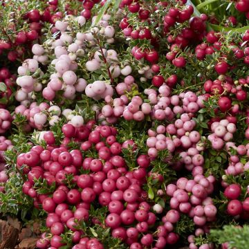 Pernettya mucronata mix Pernettya mucronata mix