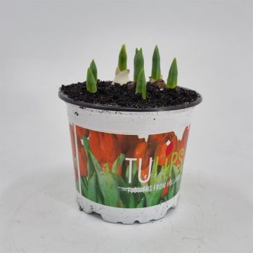 Tulip Red Baby 12 cm pot Tulip Red Baby 12 cm pot