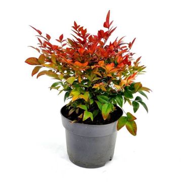 Nandina domestica