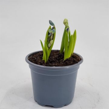 Scilla Sibirica Mix 9 cm pot