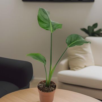 Strelitzia Nicolai 14 cm