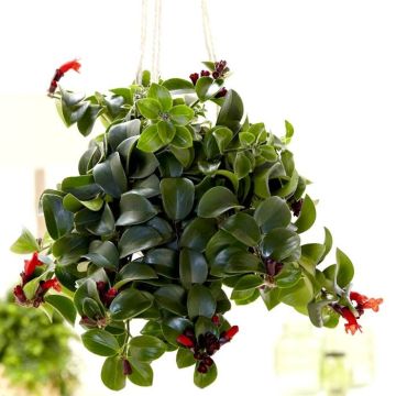 Aeschynanthus Mona Lisa