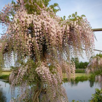Wisteria Floribunda Rosea v2