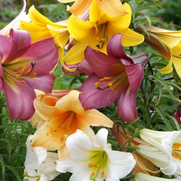 Trompet gemengd 2007 08 30 (1)