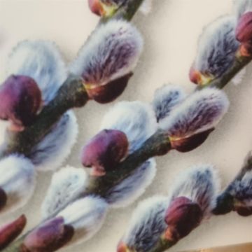 Salix Winterglory v2