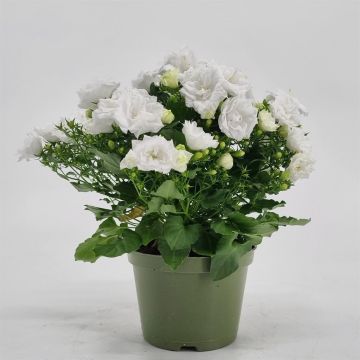 Campanula white like me