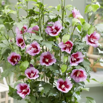 hisgasa Hibiscus Flower Tower Purple_Flower