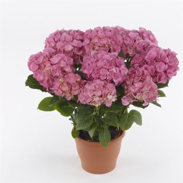 Hydrangea m Hi  SWEET SUGAR