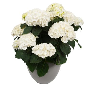 Hydrangea m Hi Crystal Palace 02