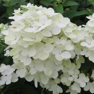 Hydrangea paniculata TICKLED PINK 20210715 1