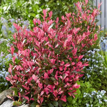 Photinia Little Fenna (12) Photinia Little Fenna (12)