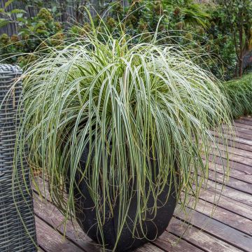 Carex Feather Falls® (5)