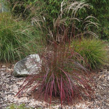 Miscanthus sinensis Ruby Cute 5