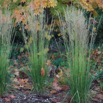 Molinea caerulea Torch 5