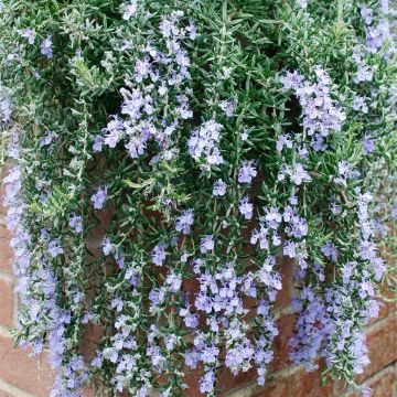 Rosemary Blue Cascade   01