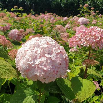 Hydrangea arb Candybelle Bubblegum