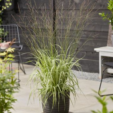 Molinia arundinacea Mostenveld