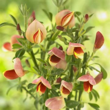Cytisus Goldfinch