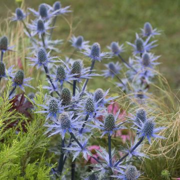 Eryngium planum (Blaukappe) Eryngium planum (Blaukappe)