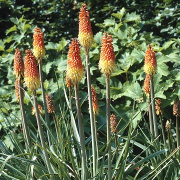 Kniphofia uvaria