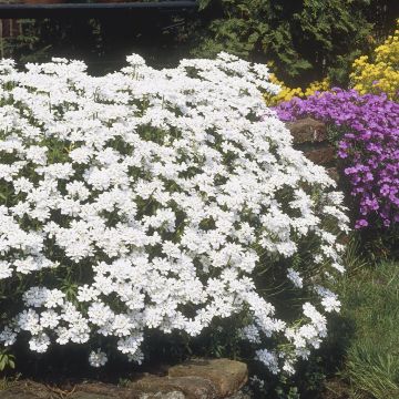 Iberis + Aubrieta + Alyssum(Aubrieta White) Iberis + Aubrieta + Alyssum(Aubrieta White)