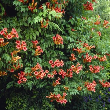 Campsis radicans