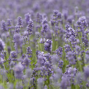 Lavandula angustifolia Essence Purple