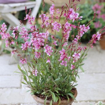 Gaura lindheimeri Siskiyou Pink Gaura lindheimeri Siskiyou Pink